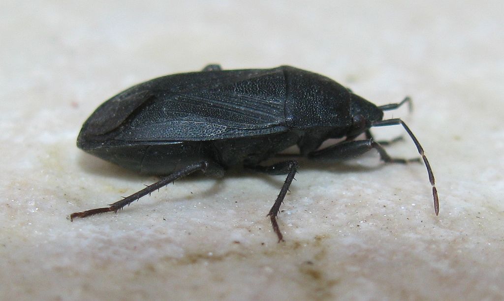 Lethaeus cribratissimus